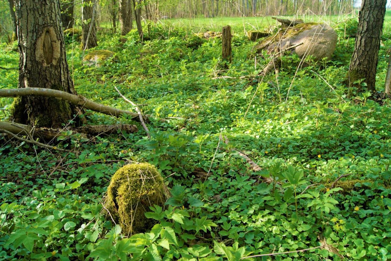 Losiowate Gospodarstwo Agroturystyczne Rybaki  Exterior foto